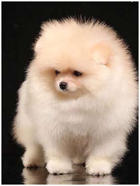 Pomeranian puppy creame color.