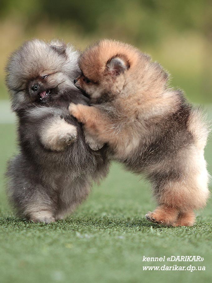 Pomeranian puppies play.