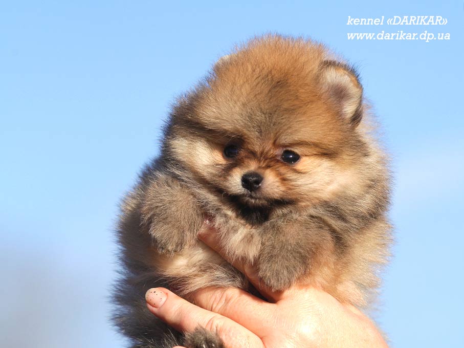 Pomeranians puppy