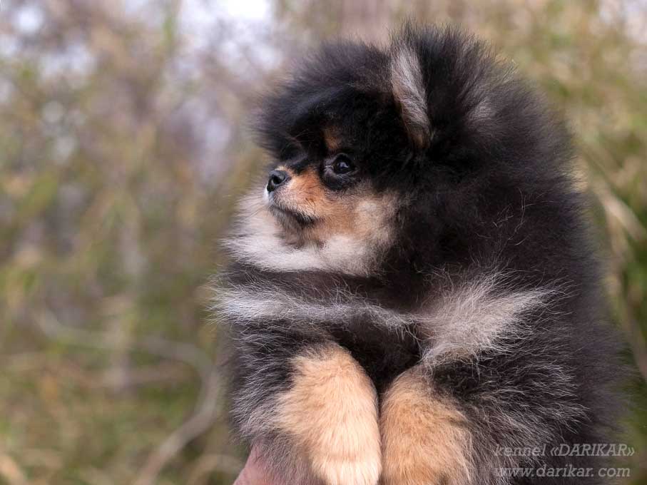 Pomeranian2