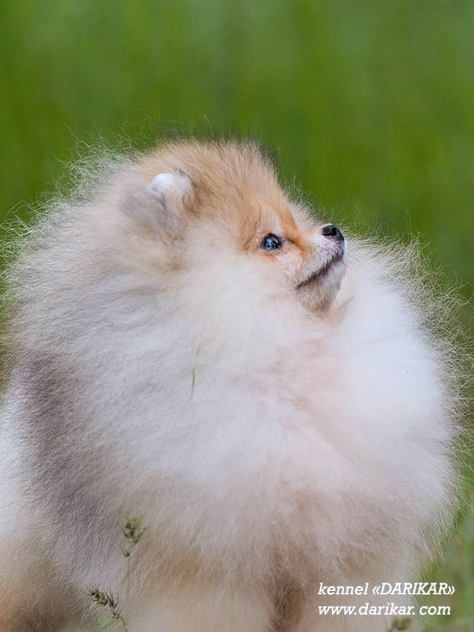 Pomeranian1