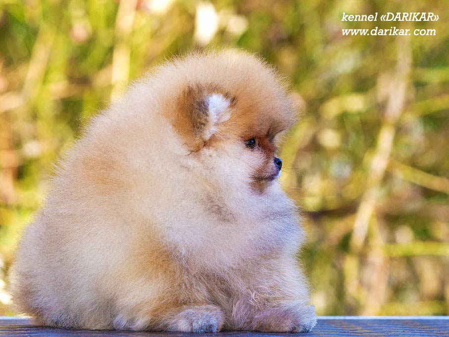 Pomeranian kennel hotsell