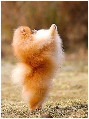 Pomeranian male.
