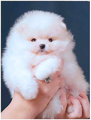 Pomeranian puppy white color.