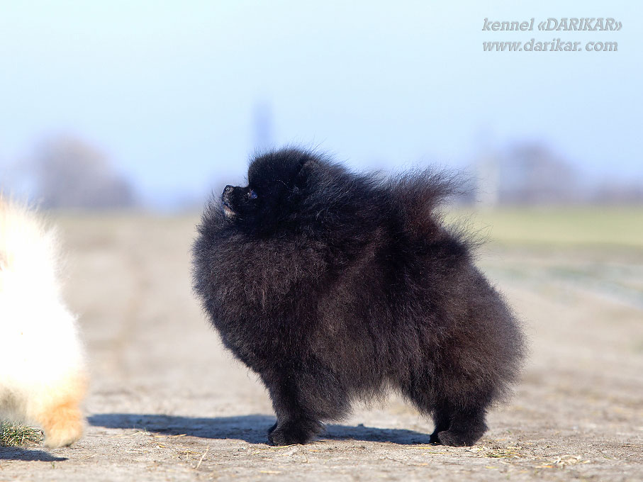 Pomeranian