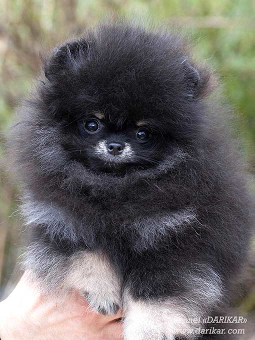 Pomeranian1