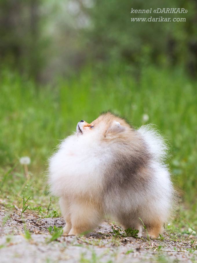 Pomeranian2