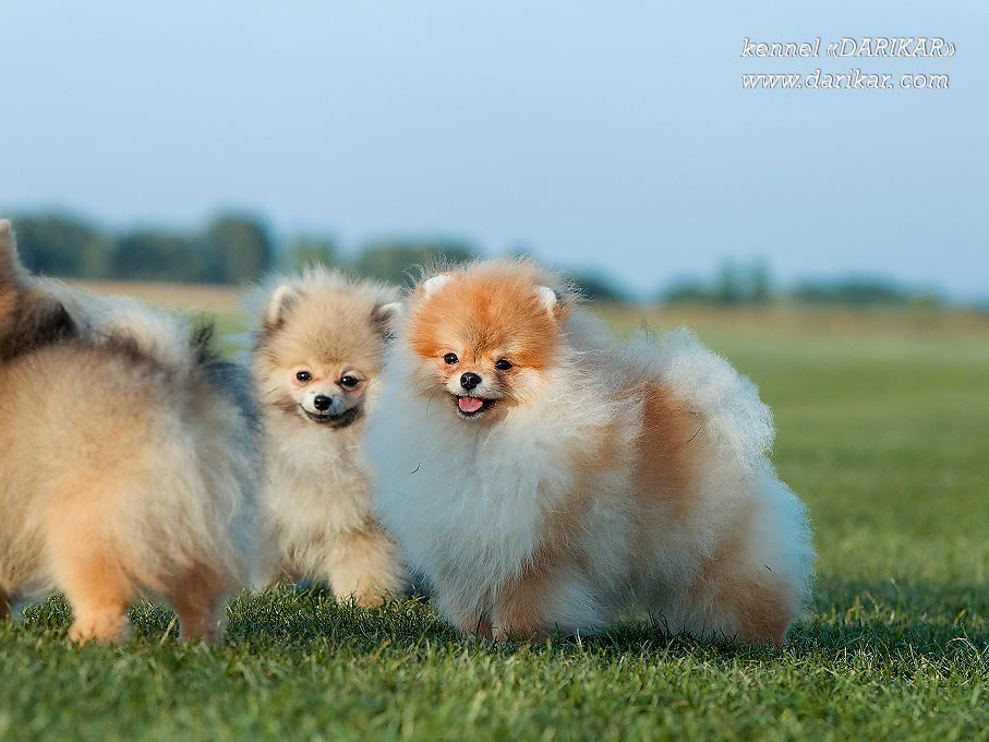 Pomeranian puppy