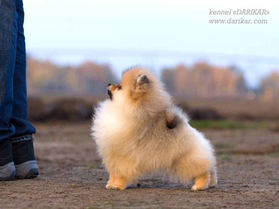 Pomeranian 2 months 0ld.