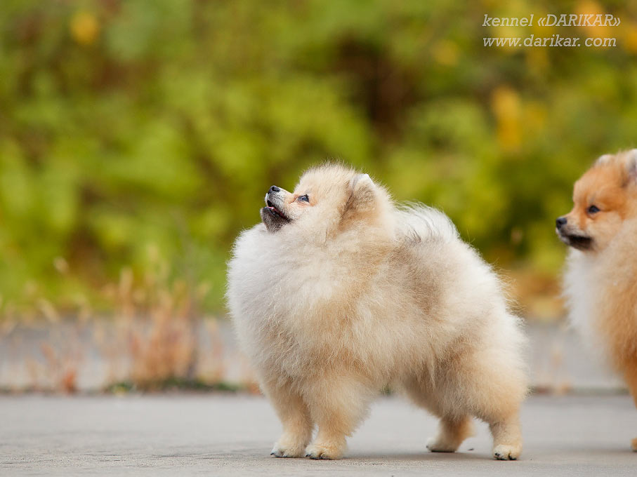 Pomeranian male