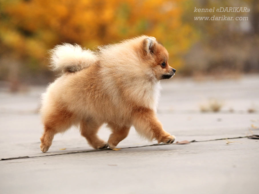 Pomeranian