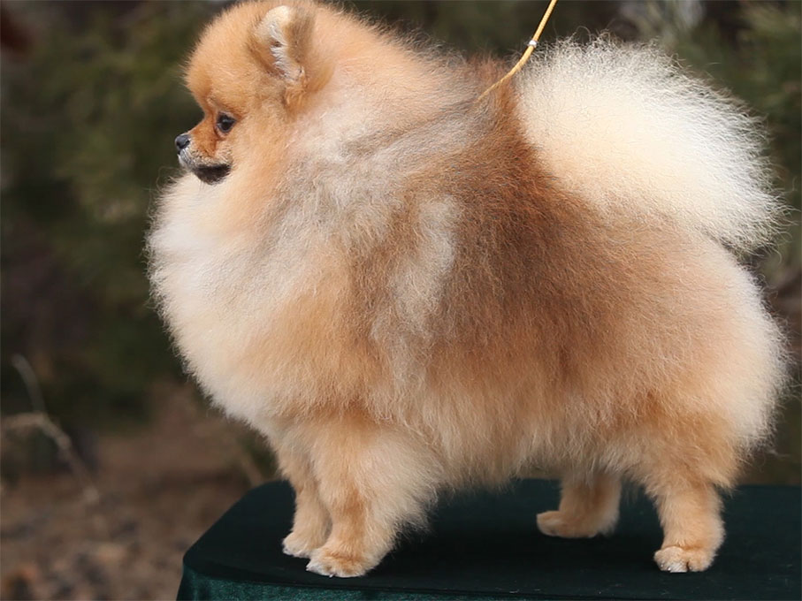 Pomeranian male