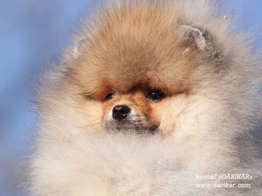 Pomeranian male