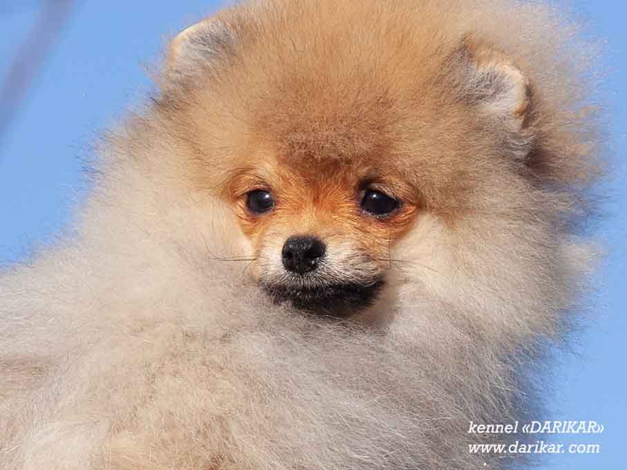 Pomeranian