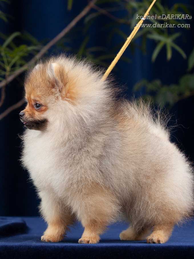 Pomeranian puppy