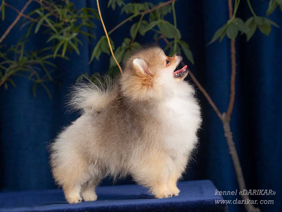 Pomeranian